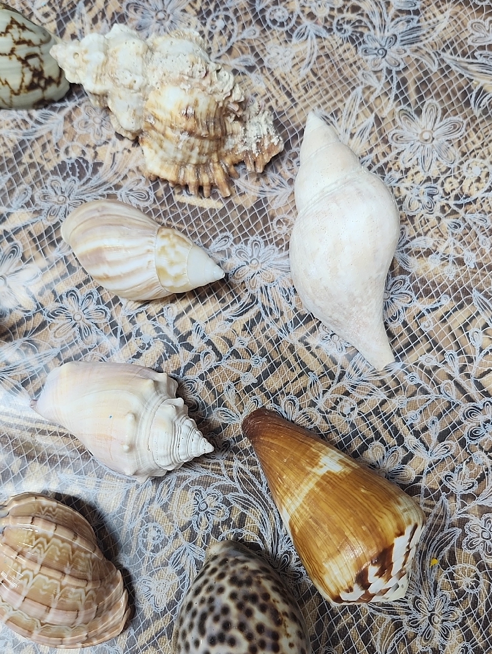 10pc Shells EUC - Picture 3 of 5